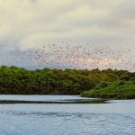 How One Family Helped Turn Caroni Swamp Into a Protected Bird Sanctuary
