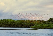 How One Family Helped Turn Caroni Swamp Into a Protected Bird Sanctuary
