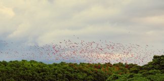 How One Family Helped Turn Caroni Swamp Into a Protected Bird Sanctuary