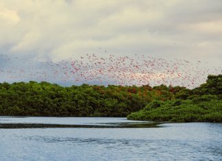 How One Family Helped Turn Caroni Swamp Into a Protected Bird Sanctuary