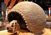Ryan Mohammed outlines effort to bring Trinidad’s giant glyptodon shell back from Milwaukee museum