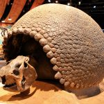 Ryan Mohammed outlines effort to bring Trinidad’s giant glyptodon shell back from Milwaukee museum