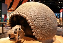 Ryan Mohammed outlines effort to bring Trinidad’s giant glyptodon shell back from Milwaukee museum