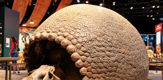 Ryan Mohammed outlines effort to bring Trinidad’s giant glyptodon shell back from Milwaukee museum
