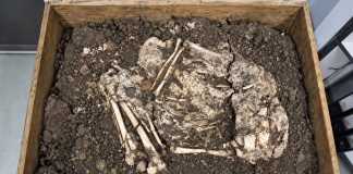 Banwari Woman Reveals a Human Story Buried in Trinidad for Thousands of Years