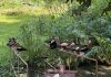 Trinidad Built a Bird Sanctuary Inside the Pointe-a-Pierre Oil Refinery