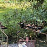 Trinidad Built a Bird Sanctuary Inside the Pointe-a-Pierre Oil Refinery