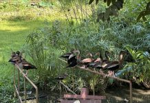 Trinidad Built a Bird Sanctuary Inside the Pointe-a-Pierre Oil Refinery