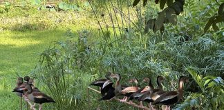 Trinidad Built a Bird Sanctuary Inside the Pointe-a-Pierre Oil Refinery