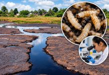 Ryan Mohammed says international researchers are investigating fly larvae surviving in Trinidad’s pitch