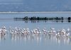 Albania’s Flamingo Revolution Brings New Attention to a Fight Over Protected Wetlands