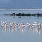 Albania’s Flamingo Revolution Brings New Attention to a Fight Over Protected Wetlands
