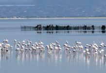 Albania’s Flamingo Revolution Brings New Attention to a Fight Over Protected Wetlands