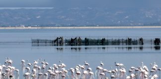 Albania’s Flamingo Revolution Brings New Attention to a Fight Over Protected Wetlands