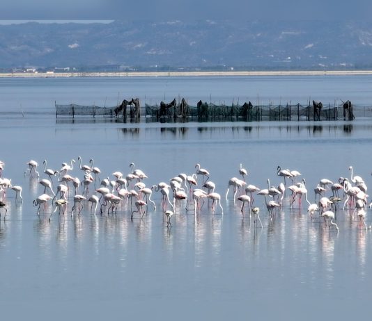Albania’s Flamingo Revolution Brings New Attention to a Fight Over Protected Wetlands