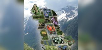 Albania’s Botanical Riches Reveal a Long Relationship Between Plants and Traditional Knowledge