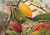 How a French planter’s flight from revolution led to Trinidad’s hidden cacao legacy