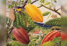How a French planter’s flight from revolution led to Trinidad’s hidden cacao legacy