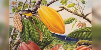 How a French planter’s flight from revolution led to Trinidad’s hidden cacao legacy