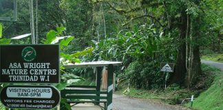 How a Northern Range Cocoa Estate Became the Asa Wright Nature Centre